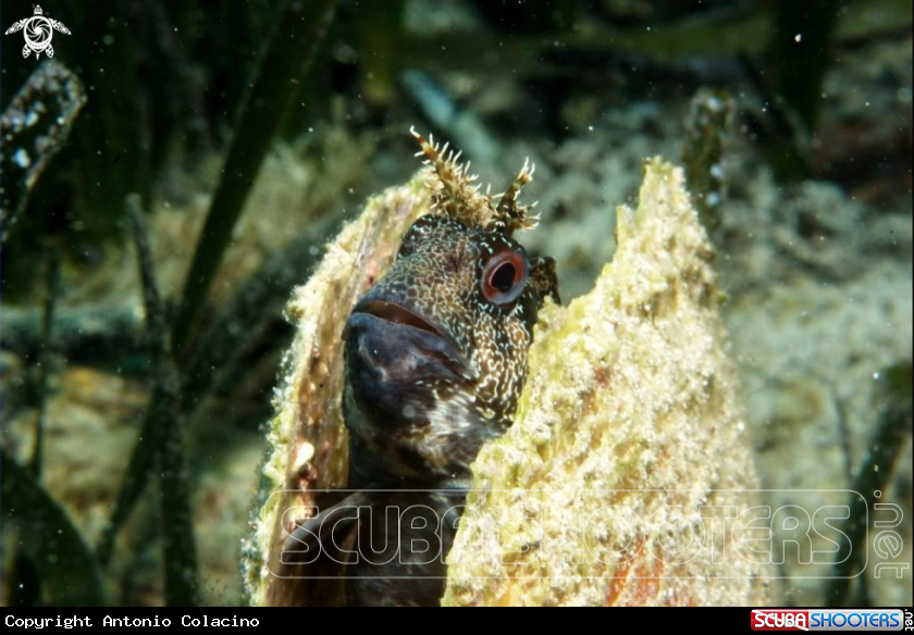 A Blennide gattoruggine