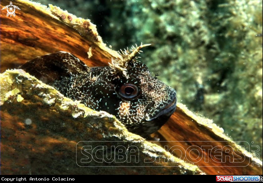 A Blennide gattoruggine
