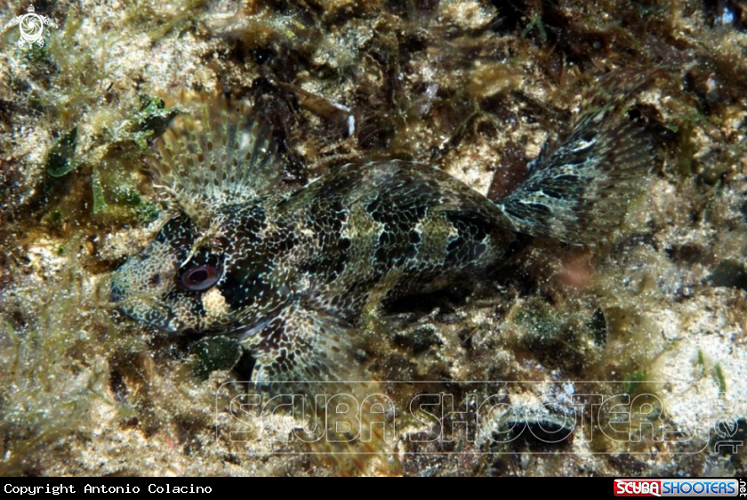 A Blennide gattoruggine