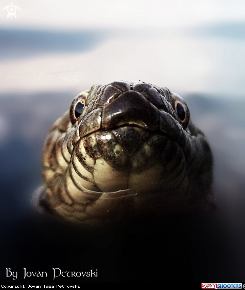 A Vodena zmija Ribarica / Water snake - Ribarica.