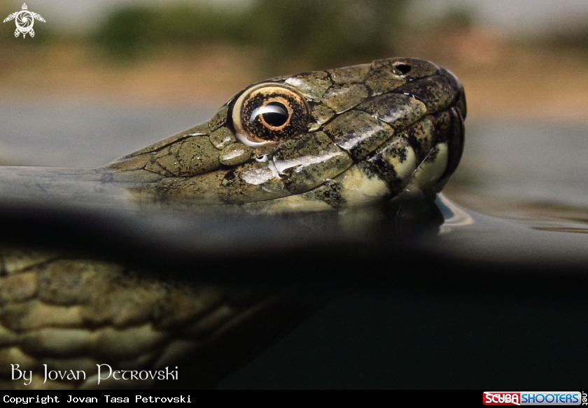 A Vodena zmija Ribarica / Water snake - Ribarica.