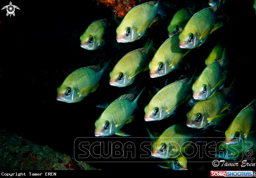 A Pearly Monocle Bream