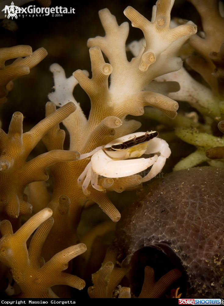 A black mask crab