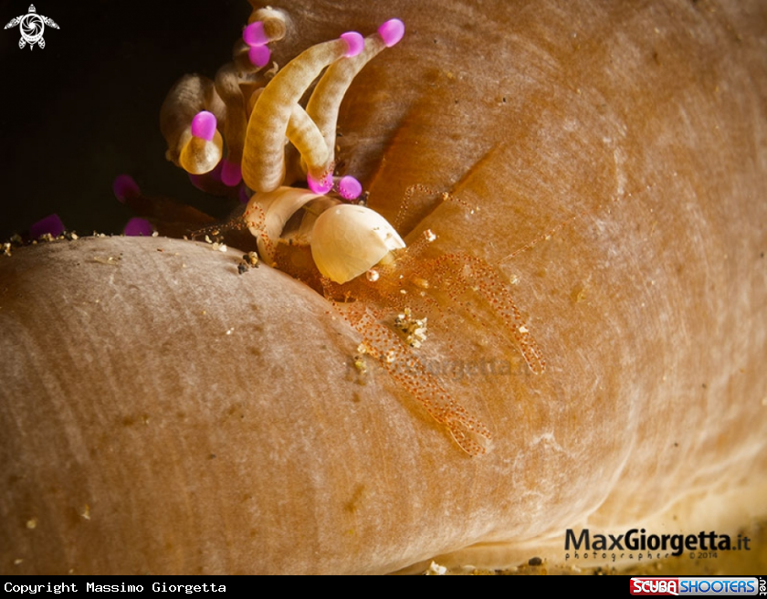 A anemon shrimp