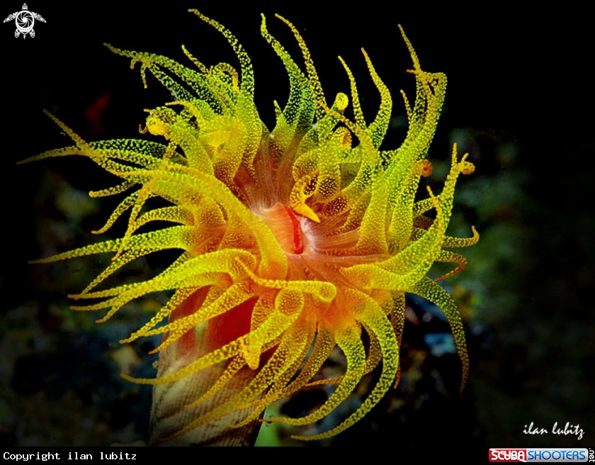 A coral