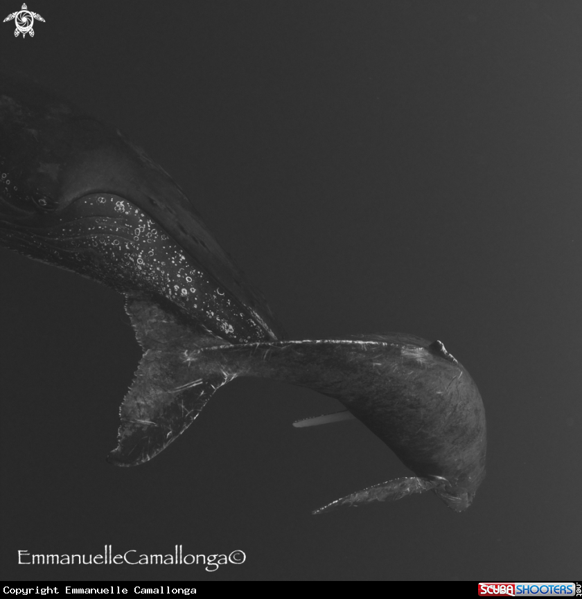 A underwater creature