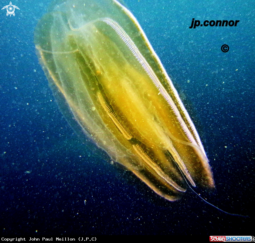A Ctenophore