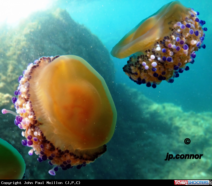 A Cassiopea mediterranea