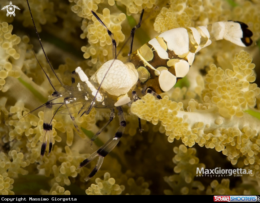 A Peacock-Tail Anemone Shrimp