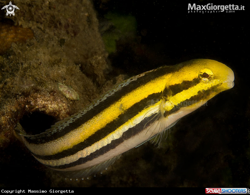 A Shorthead Fangblenny - Petroscirtes breviceps