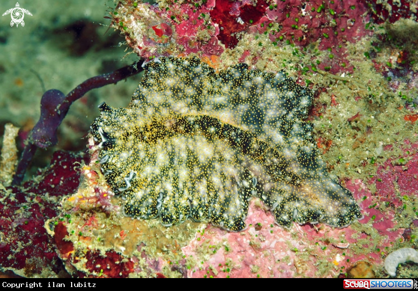 A flat worm