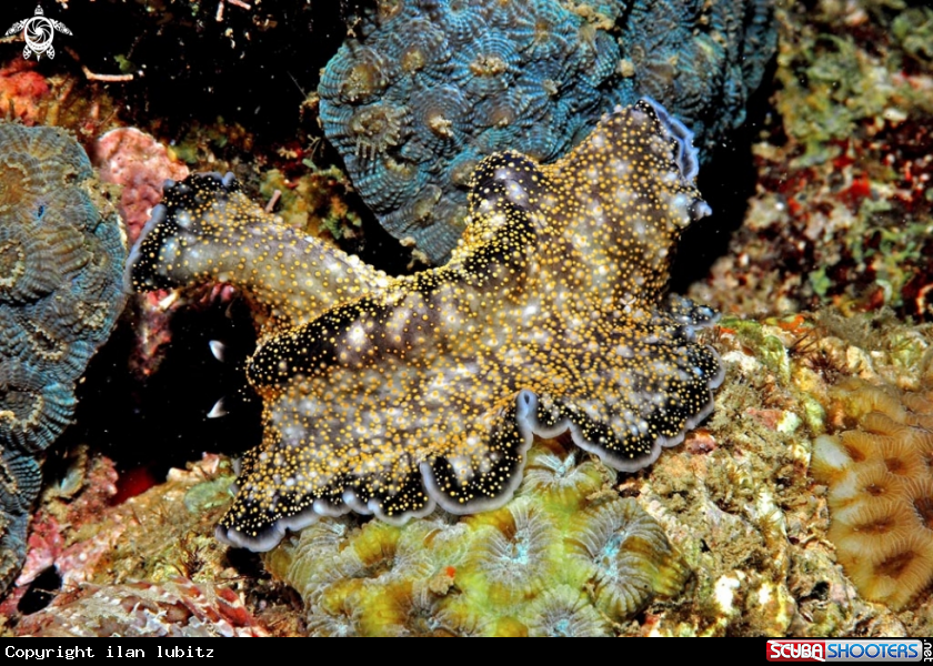 A flat worm