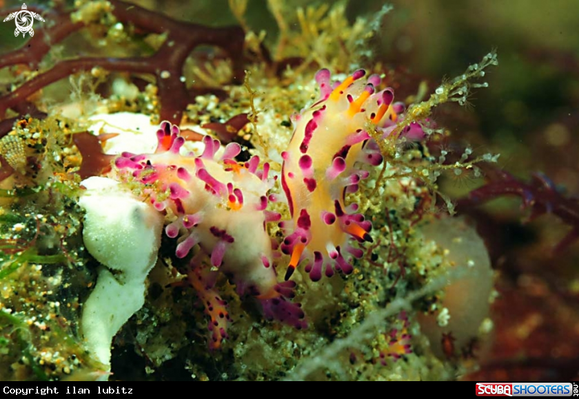 A Nudibranch