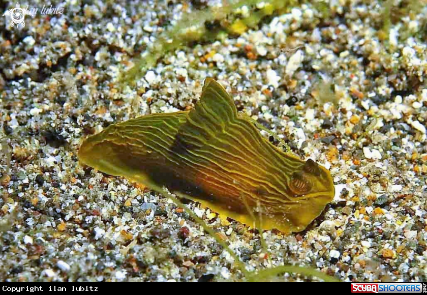 A Nudibranch
