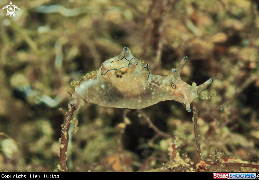 A sea slug