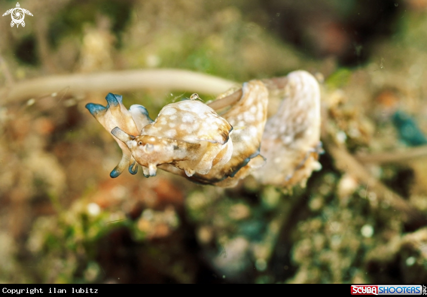 A sea slug