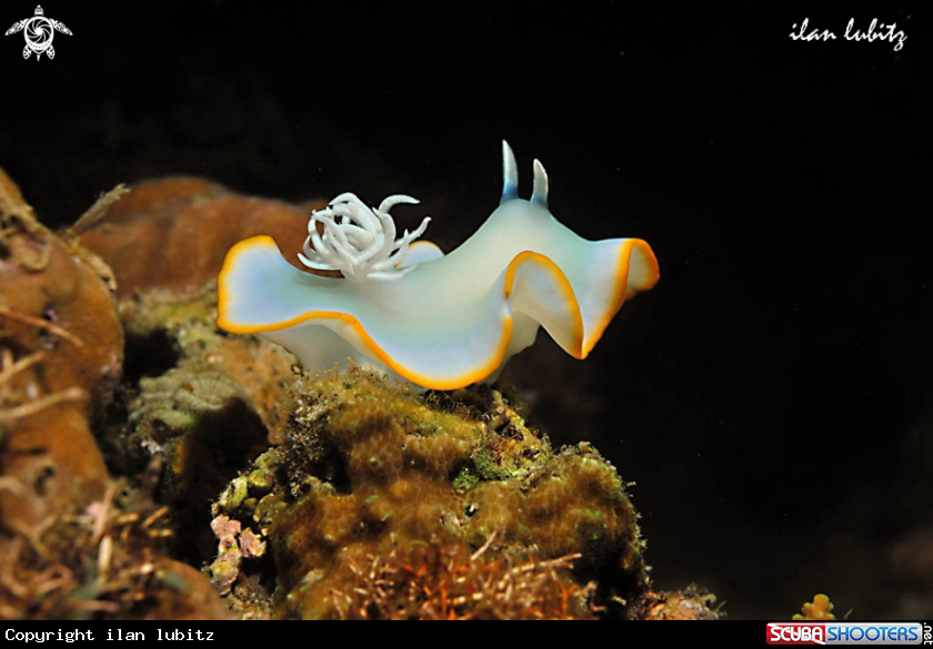 A sea slug