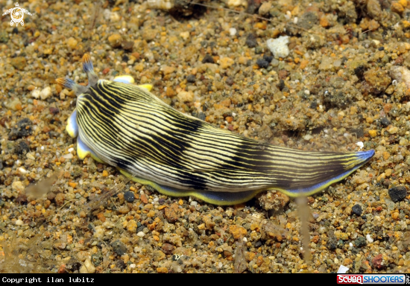 A sea slug