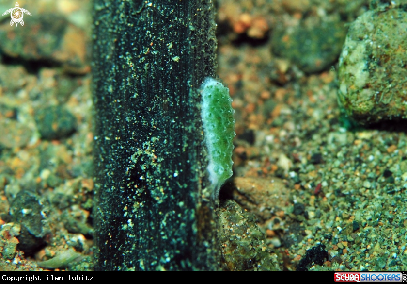A sea slug