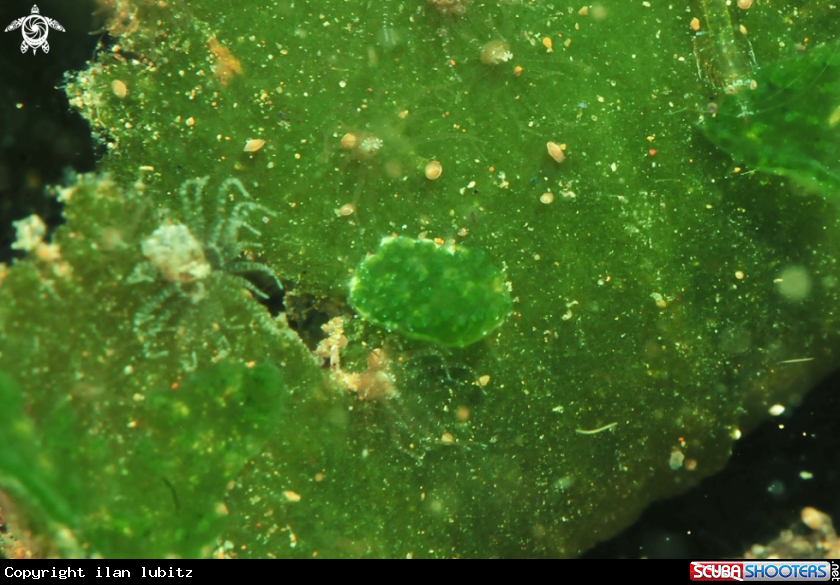 A sea slug