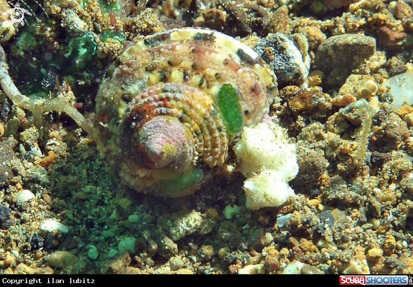 A sea slug