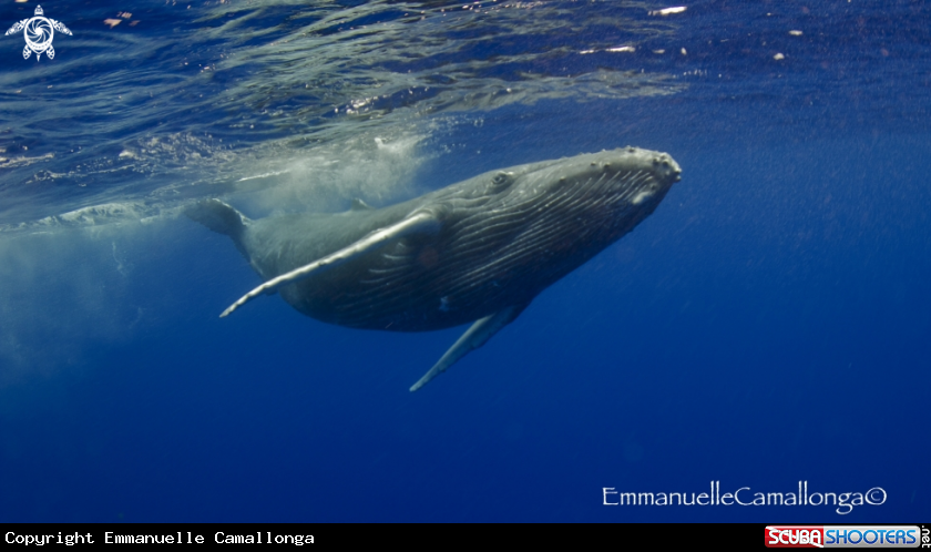 A underwater creature