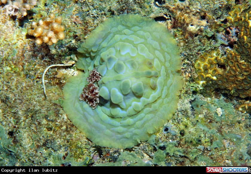 A Nudibranch