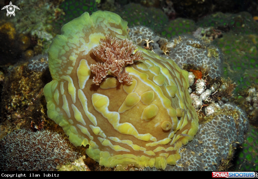 A Nudibranch