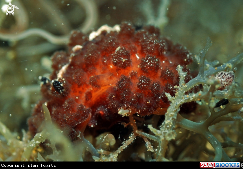 A Nudibranch