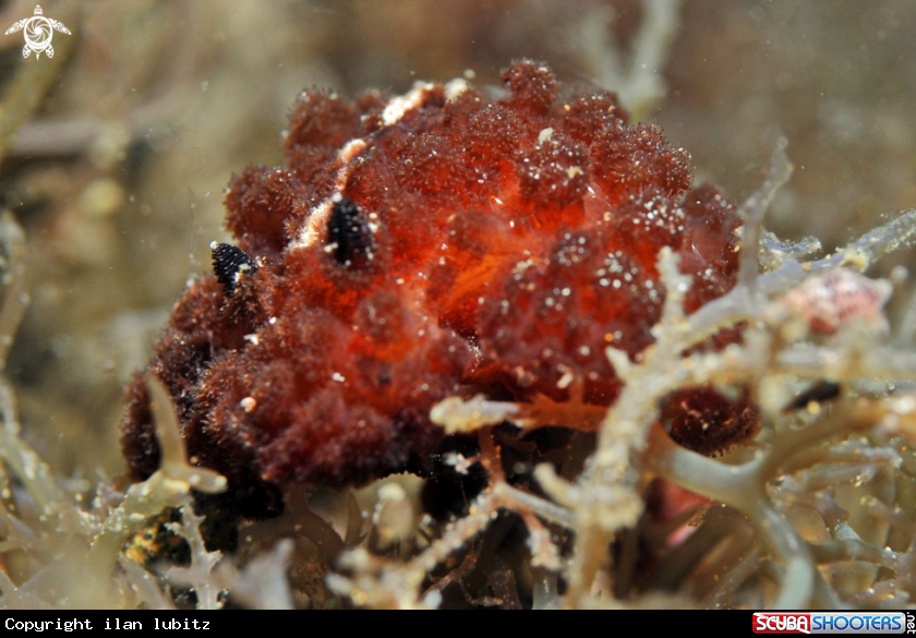 A Nudibranch