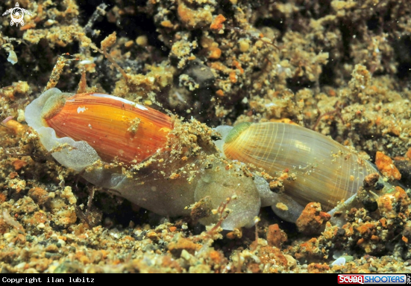 A sea slug