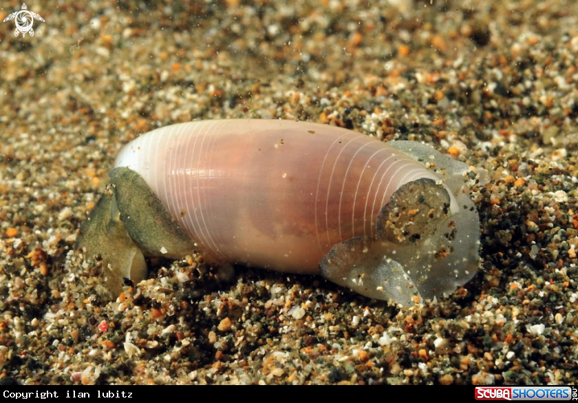 A sea slug