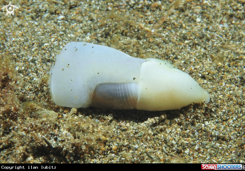 A sea slug