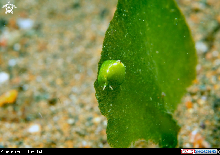 A sea slug