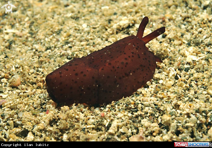 A sea slug