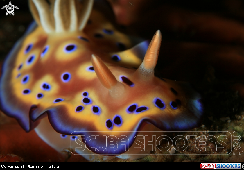 A Nudibranch