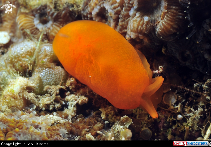 A sea slug