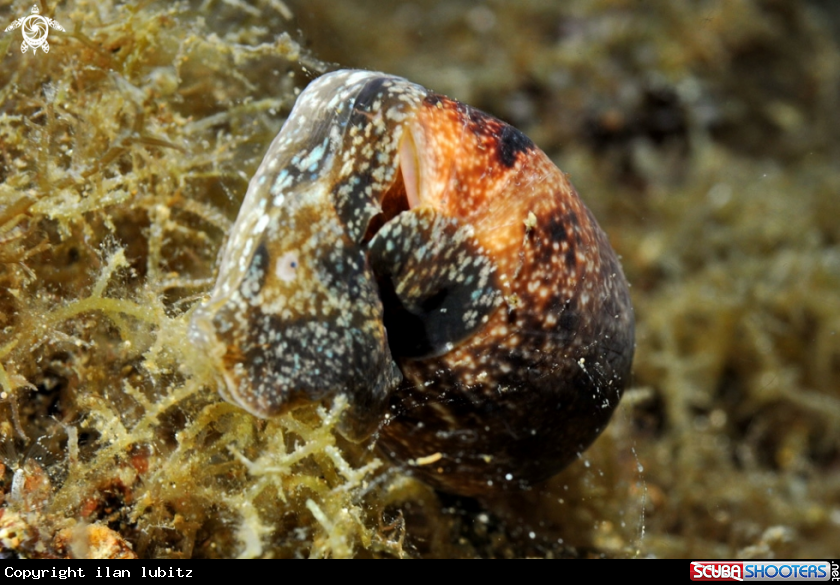A sea slug