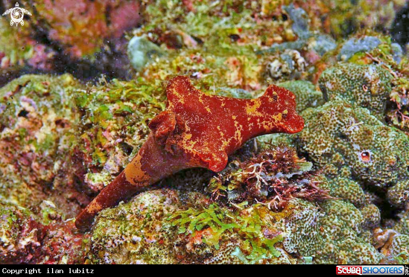 A Nudibranch