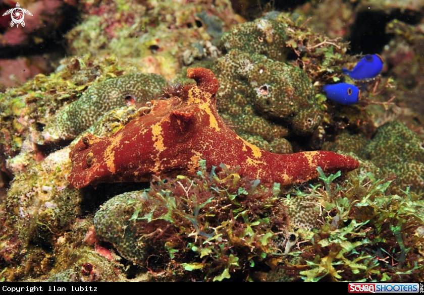 A Nudibranch