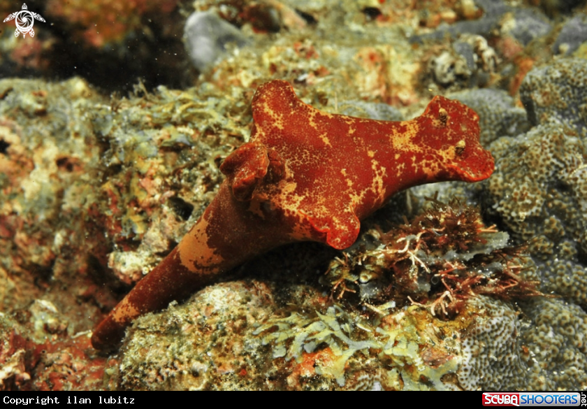 A Nudibranch