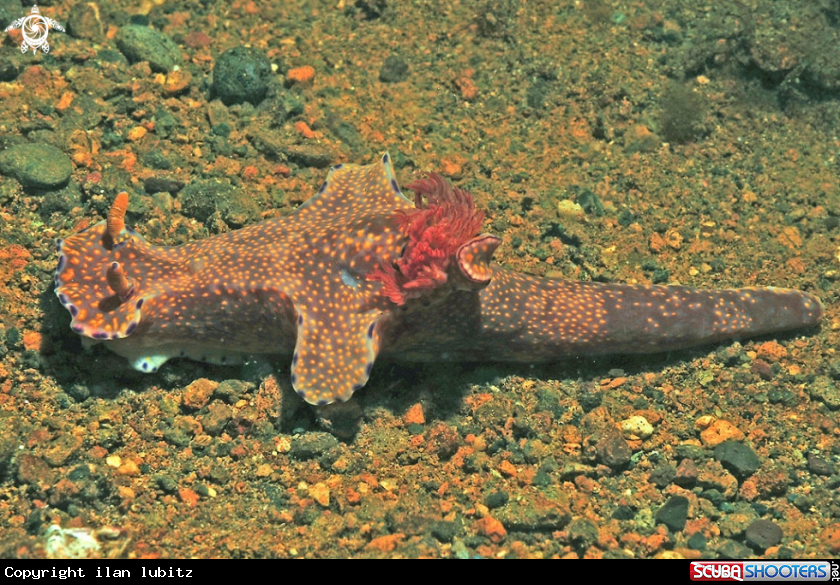 A Nudibranch