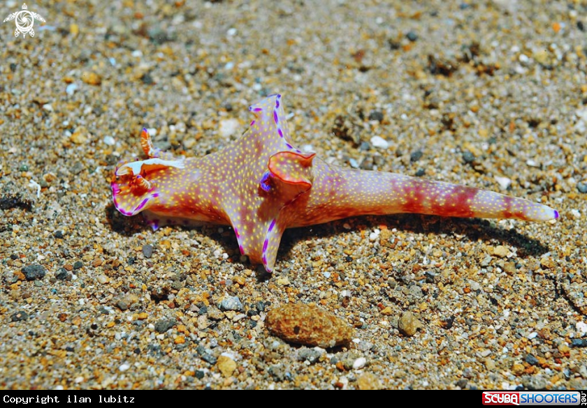 A Nudibranch