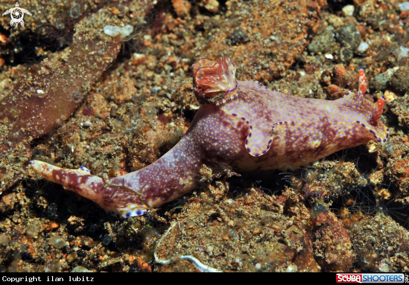 A Nudibranch