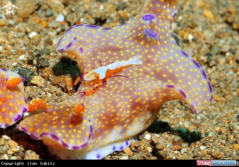A Nudibranch