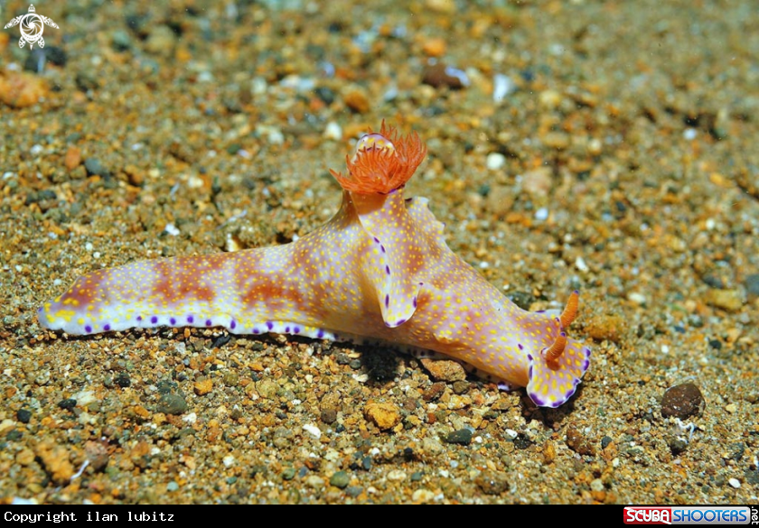 A Nudibranch