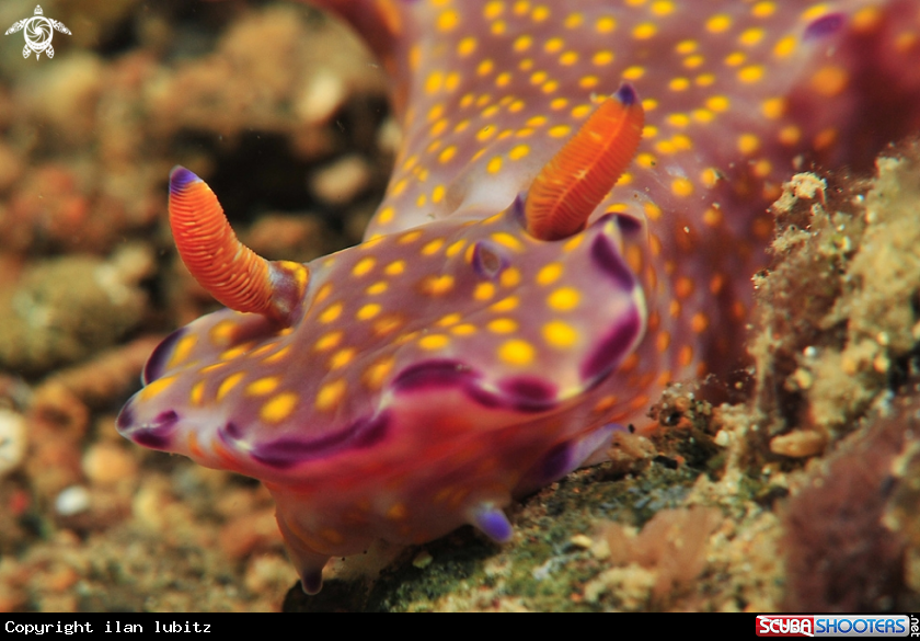 A Nudibranch