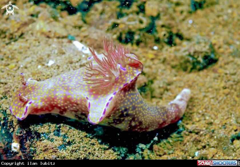 A Nudibranch