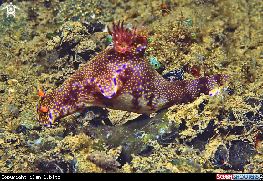A Nudibranch