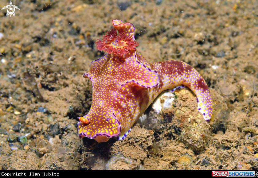A Nudibranch
